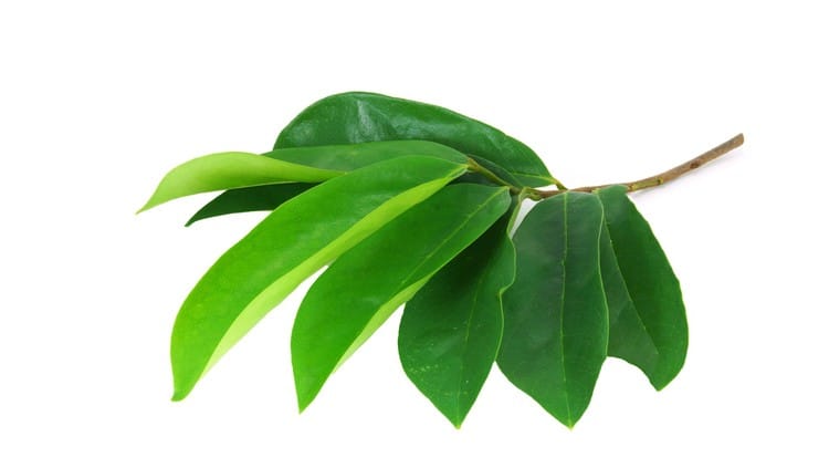ramuan daun sirsak untuk asam urat