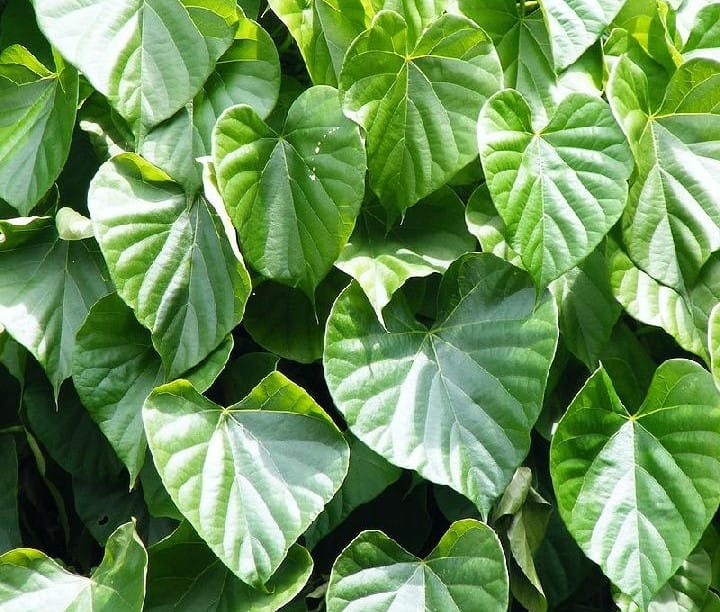 Tanaman Herbal Penurun Gula Darah