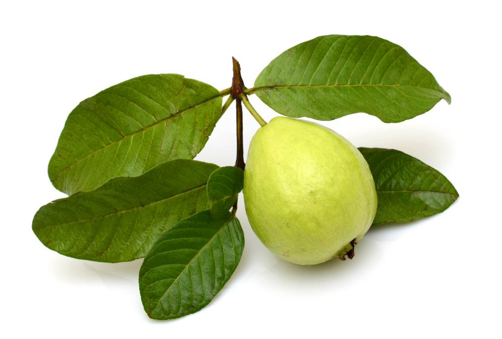 daun jambu biji rebus untuk obat herbal maag kronis