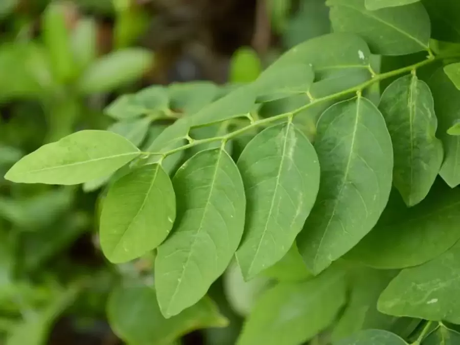 sayur katuk untuk jamu ibu menyusui