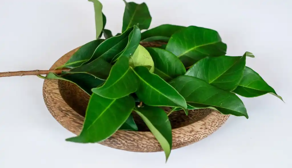 manfaat daun salam obat herbal alami untuk asam urat
