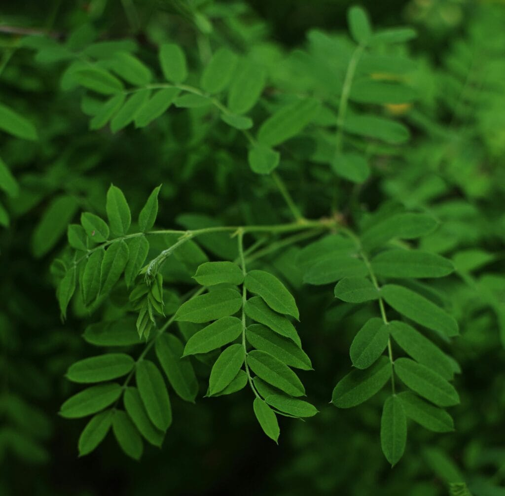 daun sirsak vs daun kelor
