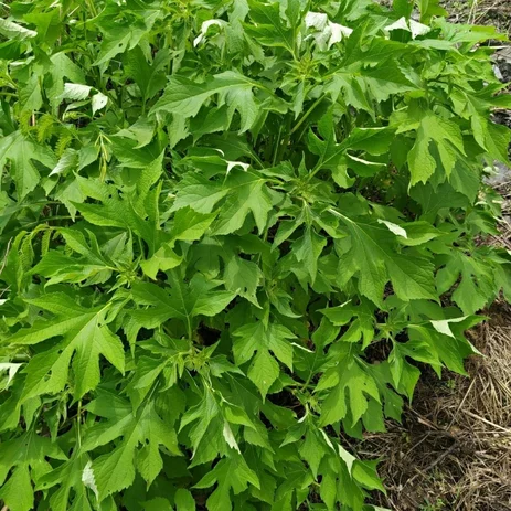 daun insulin untuk menurunkan gula darah