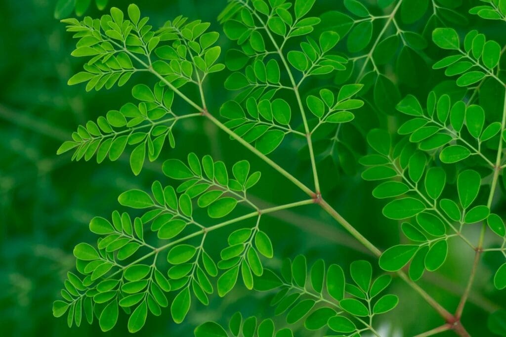 cara konsumsi daun kelor untuk menambah imun tubuh