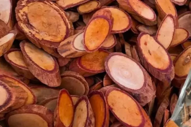 obat herbal kanker alami, akar bajakah kalimantan