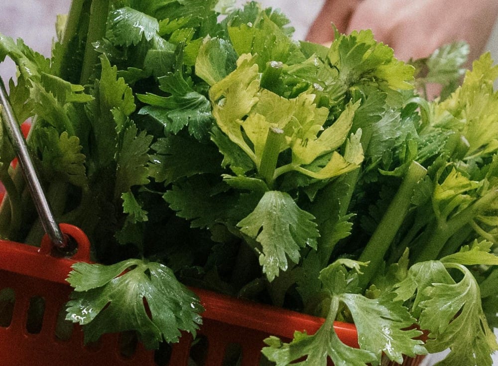 seledri untuk darah tinggi